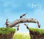 Brij